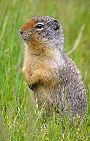 The Magic Gopher