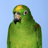 Parrot